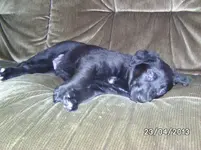 Hund (2).webp