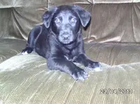 Hund (3).webp