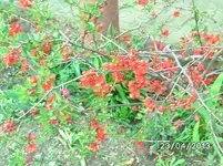 Blüten.webp