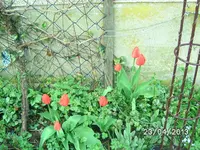 Blüten (2).webp