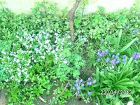 Blüten (3).webp