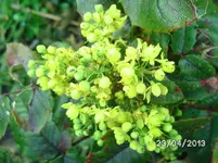 Blüten (4).webp