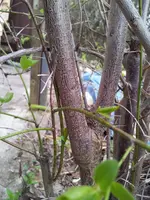 20130423_172338.webp