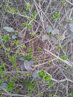 Hecke 1.webp