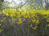 Hecke 3.webp