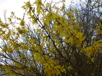 P1050378.webp