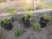 DSCF4905.JPG_converted.webp