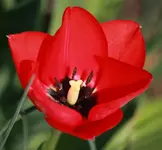 rote Tulpe.webp