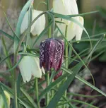 Schachbrettblumen.webp