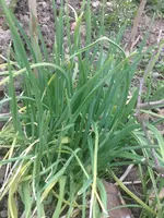 Garten 011.jpg