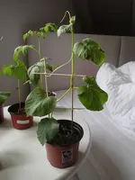 P4230224.webp