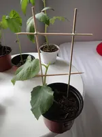P4230226.webp