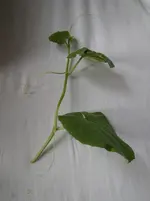 P4230227.webp