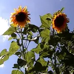 riesensonnenblume.webp