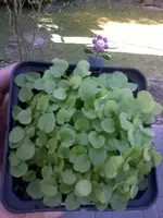 CampanulaPunktata.webp