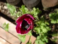Blümchen.webp