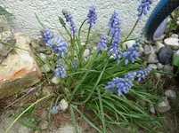 Traubenhyazinthen.webp