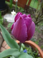 Tulpe.webp