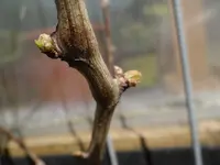 Wein7.webp