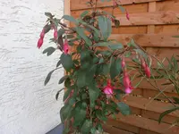 P4220464.webp