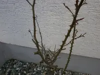 P4220469.webp