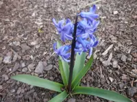 P4220471.webp