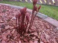 P4220473.webp