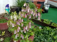 gepunktete glockenblume.webp