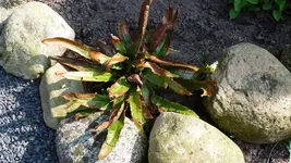P1040155.webp