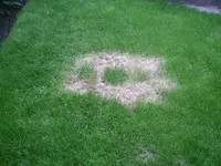 Ufo.webp