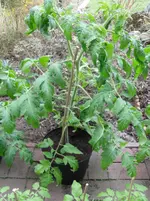 SAM_0697.webp