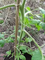 SAM_0698.webp