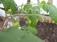 SAM_0701.webp