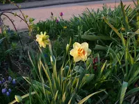 Aprilblumen2.webp