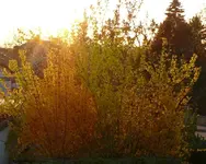 Aprilblumen-Forsizie.webp