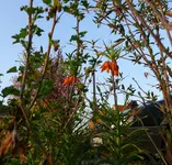 Aprilblumen-Kaiserkronen.webp