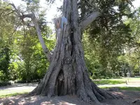 Copy of IMG_6720 v.webp