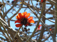 blume01.webp