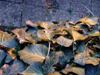 Efeu am Abend_4181.webp