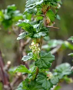 DSC_4175_Stachelbeere.webp
