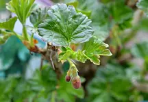 DSC_4179_Stachelbeere.webp