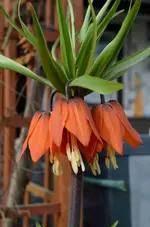 DSC_4191_Kaiserkrone.webp