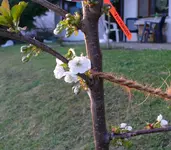 Kirschbaum blüht.webp