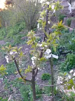 Kirschbaum-Blüte1.webp