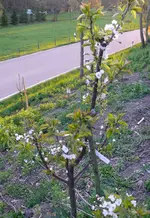 Kirschbaum-Blüte2.webp