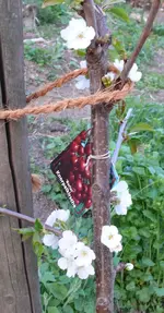 Kirschbaum-Blüte.webp