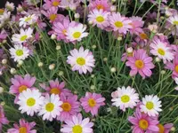 020.webp
