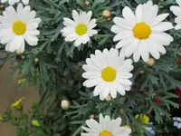 028.webp