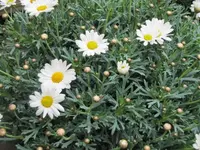 026.webp