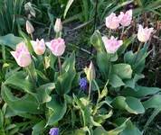 Aprilblumen-Tulpen.webp